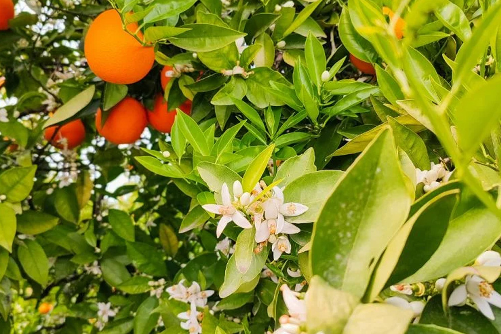 Guirlandas com flor de  laranjeira amarga, simbolizava a fidelidade e amor o verdadeiro.