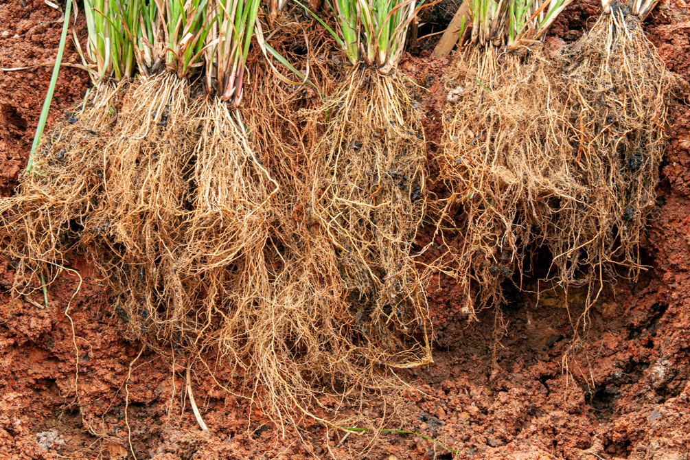 A família dos vetivers - Parte 1